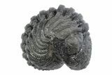 Wide, Bumpy Enrolled Morocops Trilobite - Morocco #383420-1
